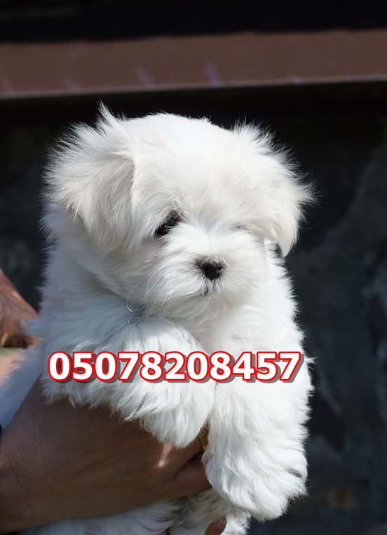 Satılık Maltese Terrier Yavruları 